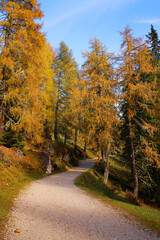 Fototapeta premium Autumn alpine landscape with colorful larch forest and beautiful mountains in background, Dolomites, Italy, Europe