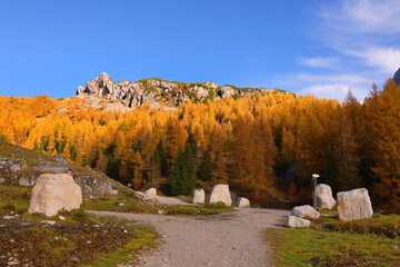  Autumn alpine landscape with colorful larch forest and beautiful mountains in background, Dolomites, Italy, Europe