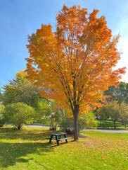 Automne dans un parc. Arbre avec des feuilles orangées dans un parc. Table de pique-nique en nature.