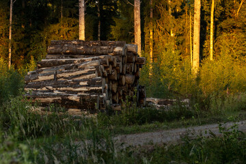 Pile of freshly cut Aspen logs by a dirt road on a summer evening in Southern Estonia, Northern Europe