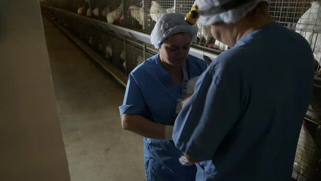 Poultry industry farmers checking the health of the raised chicken animals. Poultry industry farmers looking through the birds feathers. Poultry industry farmers putting the animal into the cage.