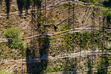 Fototapeta premium An aerial of a surface of clear-cut area in summery Estonia, Northern Europe