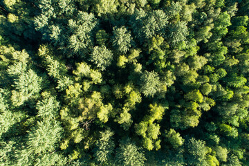 An aerial of a mixed boreal forest on a summer evening in Southern Estonia, Europe