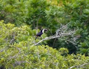 Foto auf Leinwand The white-throated toucan (Ramphastos tucanus) is a near-passerine bird in the family Ramphastidae. Amazon rainforest, Brazil. © guentermanaus