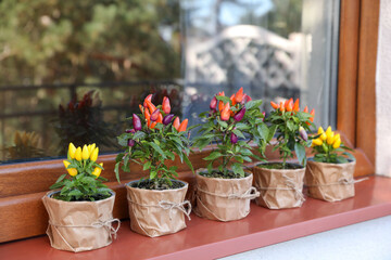 Fototapeta na wymiar Capsicum Annuum plants. Many potted multicolor Chili Peppers near window outdoors