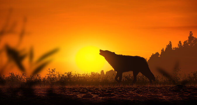 Kangaroo silhouette jumping at sunset