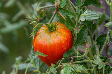 Organic tomatoes in the garden