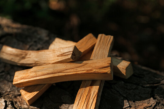 Palo santo sticks on tree bark outdoors, closeup