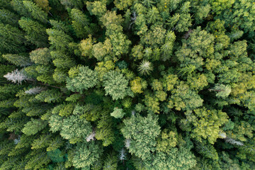 Aerial of a late summer mixed boreal forest in Estonia, Northern Europe	