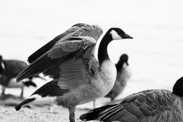 bird