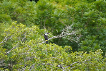 Rump of the White-throated Toucan (Ramphastos tucanus) Ramphastidae family. In the treetops of the Amazon rainforest, Brazil.