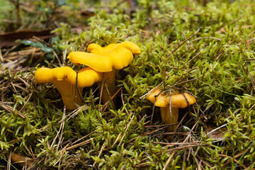A close-up of three yellow Golden chanterelle growing in the middle of moss on forest floor in Estonia, Northern Europe