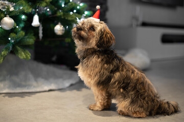 Bolonka Hund mit Weihnachtsmütze mit Bokeh von einem Weihnachtsbaum als Hintergrund