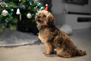 
Bolonka Hund mit Weihnachtsmütze mit Bokeh von einem Weihnachtsbaum als Hintergrund
