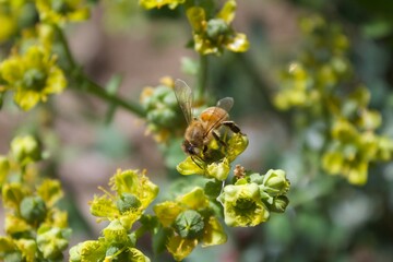 bee on a flower of Ruda