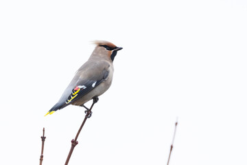 An adult Bohemian waxwing perched with a light background in Estonian garden, Northern Europe