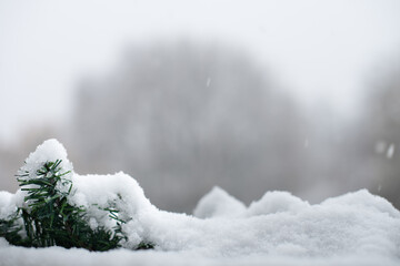 Panorama von Baumkronen mit Schnee mit Platzhalter
