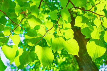 Green leaves on the blurred backgrounds in sunny day. Nature green background. Copy space.