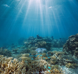 Coral reef and sunlight underwater seascape, Pacific ocean, Oceania