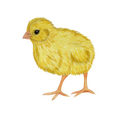 Watercolor yellow little chick. Easter illustration. Isolated on white background. For design postcards, prints, stickers