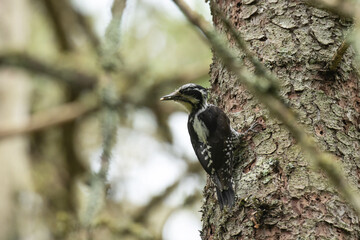 An adult Three-toed woodpecker searching for food on an old Spruce tree trunk in primeval boreal forest in Estonia, Northern Europe
