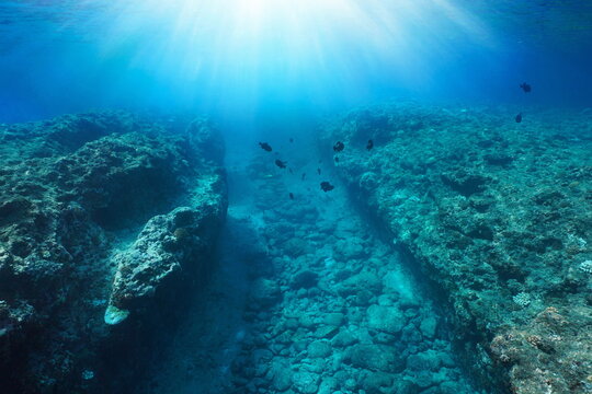 Trench in rocky ocean floor with sunlight and some fish underwater seascape, Pacific ocean, French Polynesia