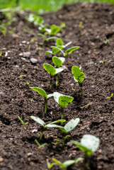Plant coming out from the soil. Selected focus. Ecology concept. new life.