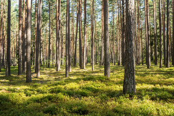 A sunny day in a Pine forest in Northern Latvia, Europe