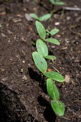 Sprout coming out of the ground in spring. Ecology concept. new life. Selected focus