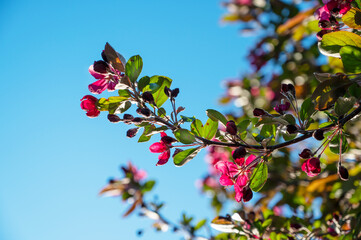 Cherry Blossom with bright blue sky on sunny day in spring. Spring time concept