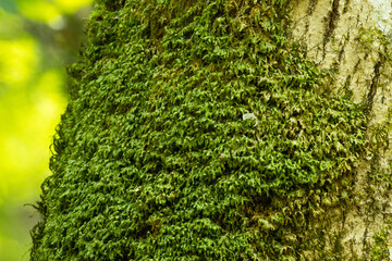 Close-up of a Homalia trichomanoides moss growing on a broadleaved tree in a summery Latvian...
