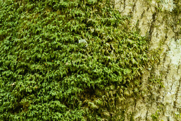 Close-up of a Homalia trichomanoides moss growing on a broadleaved tree in a summery Latvian old-growth forest