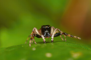 Aranha saltadora 