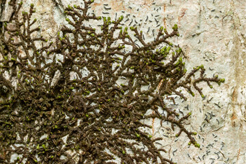 A close-up of a species of liverwort, the Dilated scalewort growing on a broadleaved tree trunk in an old-growth forest in Latvia, Europe