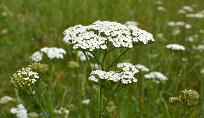 Yarrow (Achillea) blooms naturally in the grass
