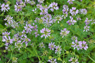 Fototapeta premium In nature, Securigera varia grows in herbs