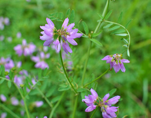In nature, Securigera varia grows in herbs