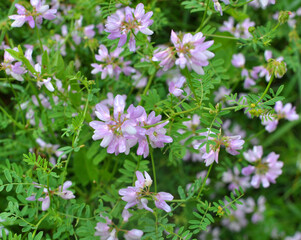 In nature, Securigera varia grows in herbs