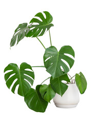 Tropical Leaves Monstera isolated on white. Monstera plant in ceramic pot.