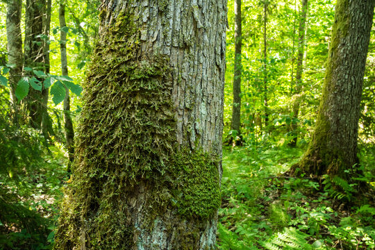 A tree trunk covered with Neckera pennata and Homalia trichomanoides growing in a old-growth forest in Latvia, Europe