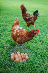 Rhode Island Red free range hen and her organic brown eggs in a vintage basket in the grass