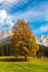 Bunte Bäume vor dem Wilden Kaiser im Herbst, Going, Tirol, Österreich