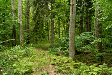 Fototapeta na wymiar A small path leading through a lush Oak forest in Northern Latvia, Europe