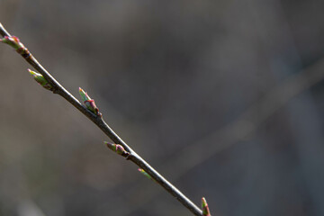 Frische Blattknospen an einem Zweig