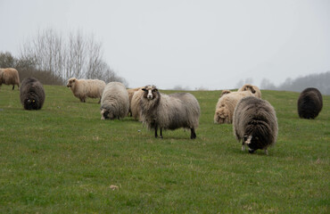 Eine Schafherde auf einem Deich