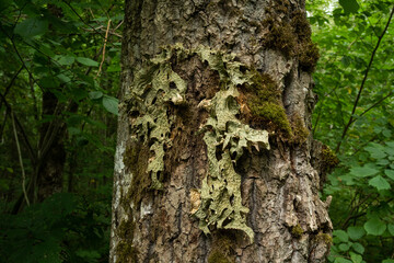 Lung lichen, Lobaria pulmonaria growing on a large Oak tree trunk in Latvian forest