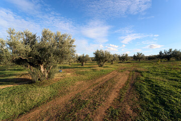 Fototapeta premium Olive trees in a farm of Tunisia