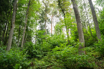Fototapeta na wymiar A managed mixed boreal forest with large hardwood trees in summery Latvia, Europe