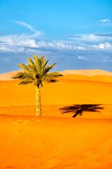Obraz na płótnie Canvas Sahara Desert Background. Palm tree and the sand dunes at sunset. Erg Chebbi, Merzouga, Morocco.