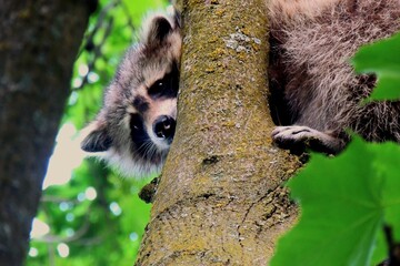 cute raccoon in a tree